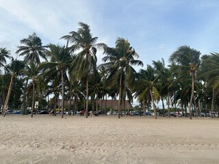 palm trees on the beach
