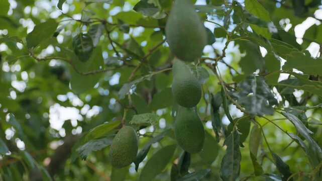 Multiple Green Avocados Hanging on Tree in Queretaro Mexico 549