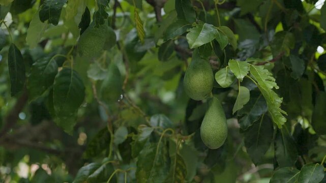 Cluster of Avocados Growing on Tree in Queretaro Mexico 550