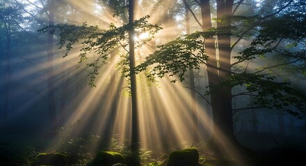Sunlight streams through a misty forest, illuminating a central tree with vibrant rays of golden light.