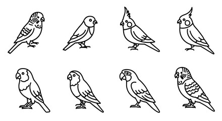 Fototapeta premium Collection of Bird Illustrations Budgies, Cockatiels & More
