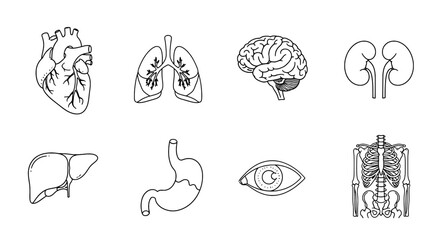 Human Anatomy Illustrated Set of Internal Organs for Educational Resources