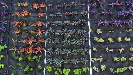 Rows of ornamental plants with red, purple, and green leaves growing in an organized garden bed with black soil covering.
