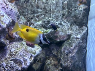 fish in aquarium