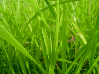 fresh green grass background 