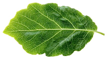 Isolated Green Leaf with Veins Detailed on White Background, Nature CloseUp
