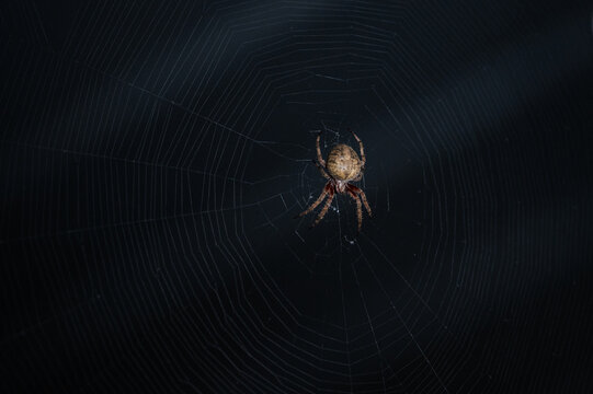 An orb weaver spider sits in its web at night.