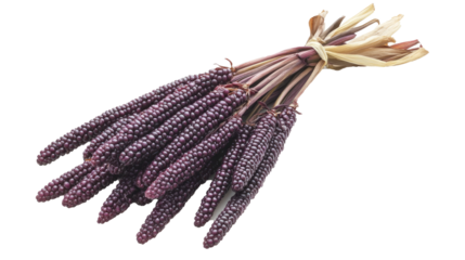 lavender flower isolated on white png