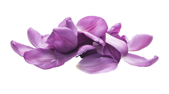 violet flower isolated on white background png