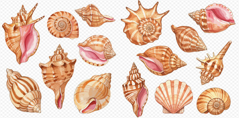 A collection of various hand-painted watercolor seashells in shades of brown and pink, isolated on a transparent background.