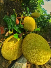 durian fruit in indonesia
