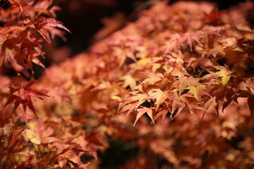 紅葉１