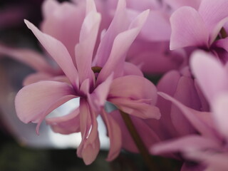 Fototapeta premium ブルー系シクラメン セレナーディア ライラックフリル