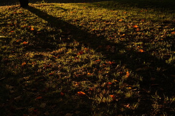 Obraz premium 色とりどりの落ち葉