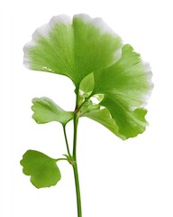 Close-up of a Ginkgo biloba branch with vibrant green leaves, edged with white