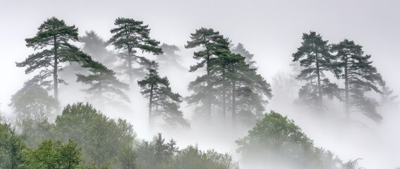 Fog-shrouded pine trees in a misty forest