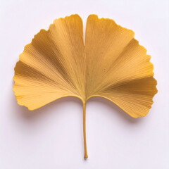 ginkgo leaf, yellow ginkgo leaf, ginkgo tree, autumn ginkgo leaf, fallen ginkgo leaf, ginkgo path,