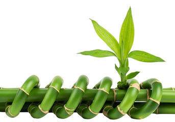 Lucky bamboo plant stalk with new growth isolated on transparent background