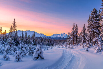 scenic winter pine forest covered in pristine white snow with sun light