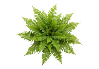 Vibrant green fern plant top view isolated on transparent background