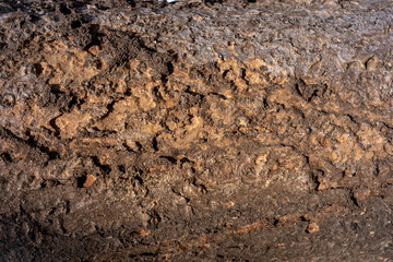 tree bark texture background