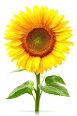 Obraz premium Bright sunflower against white