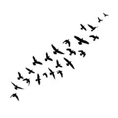 Flock of Birds in Flight.