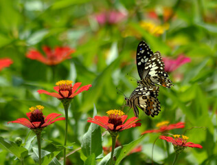 butterfly on a flower