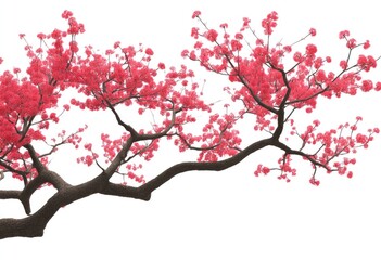 Fototapeta premium Pink cherry blossoms on a dark-brown branch against a white background