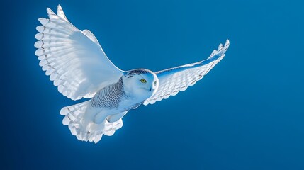 Arctic snowy owl gliding silently through brilliant blue atmosphere, spectacular white plumage with subtle black markings visible, feather details crisp and defined, wings stretched wide creating