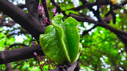 Close up of young fresh starfruit (carambola) growing on tree branch with natural green leaves background in daylight