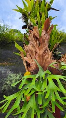 Close up of tropical Staghorn Fern (Platycerium bifurcatum) green leaves with unique antler shape growing naturally in garden