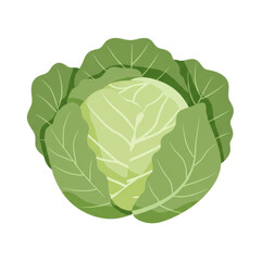 Obraz premium Freshly harvested cabbage with detailed green leaves and texture isolated on white background