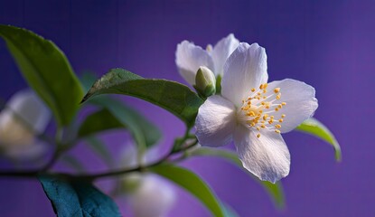 Close-up of White Jasmine Flower Bloom