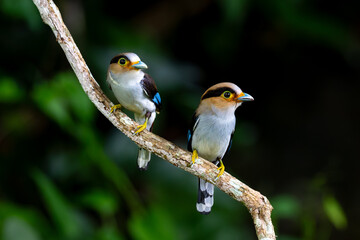 Fototapeta premium Silver-breasted Broadbill