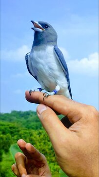 A white-breasted swift perches on a father's hand and is about to be transferred to his son's hand.
