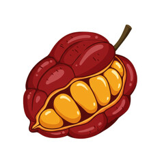 Vibrant illustration of an open sacha inchi pod revealing golden seeds isolated on white background