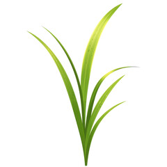 Vibrant green grass blades against a clean background isolated on white background