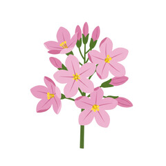 Obraz premium Delicate cluster of pink flowers with budding blooms isolated on white background