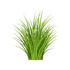 Vibrant lush grass cluster against a blank background isolated on white background