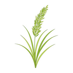 Fototapeta premium Detailed botanical illustration of a green grass plant with long blades isolated on white background