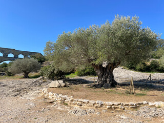 1,000 Year Old Olive Tree Pont du Gard