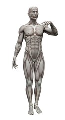 Fototapeta premium Human Anatomy Illustration, Detailed Muscles, Body.