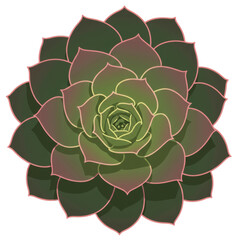 Obraz premium Overhead view of a dark green succulent with pink hues isolated on white background