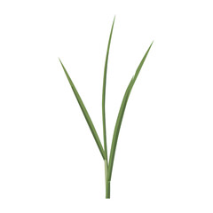 Vibrant green grass blades against a clean background isolated on white background