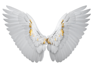 Angled White Wings with Golden Feather Tips