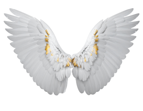 Angled White Wings with Golden Feather Tips