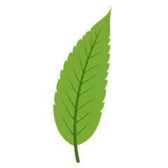 Fototapeta premium Detailed green leaf with serrated edges and prominent veins isolated on white background