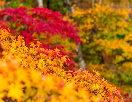 Autumn foliage display