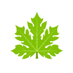 Fototapeta premium Vibrant green papaya leaf design against a blank background isolated on white background